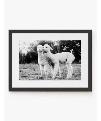 Cuadro Alpacas | Be Minimal