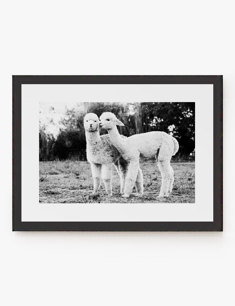 Lámina impresa | Cuadro Alpacas