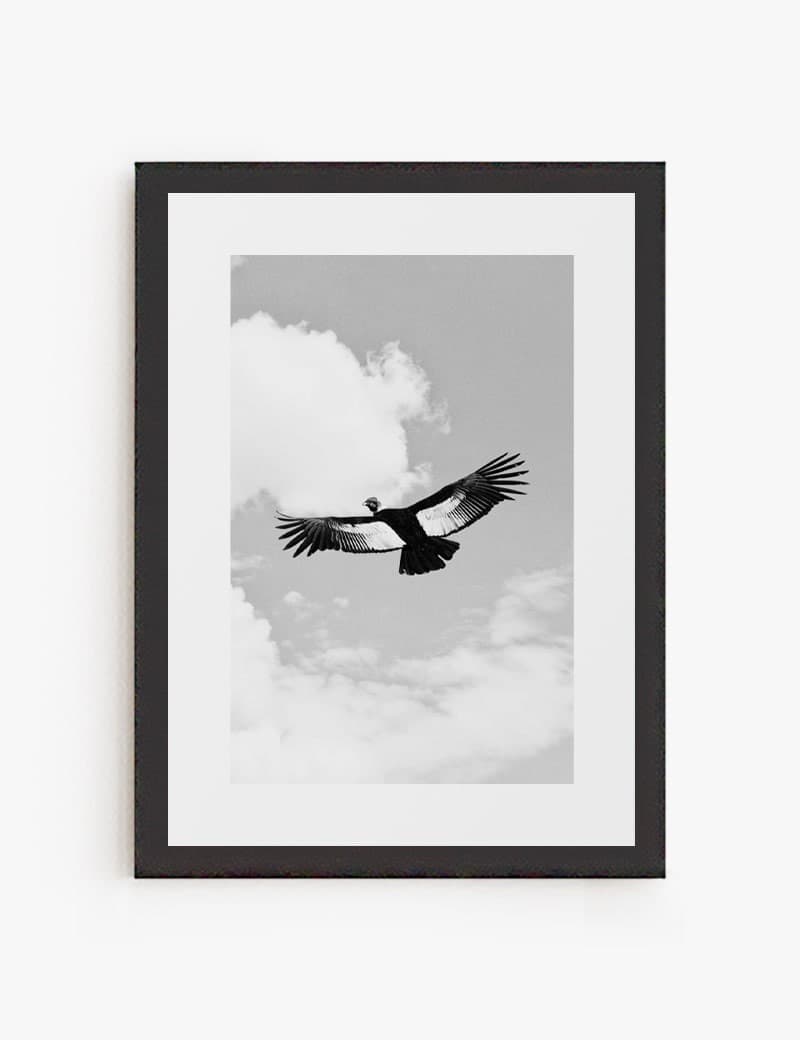Lámina impresa | Cuadro Condor