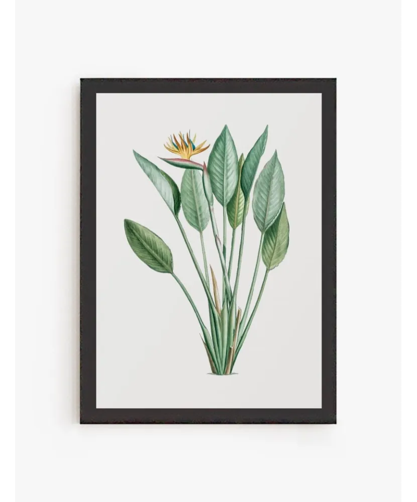 Cuadro Ave Paraíso | Be Minimal