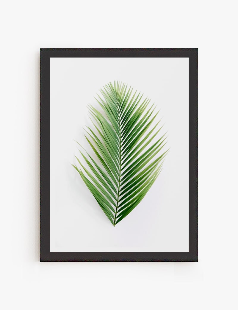 Lámina impresa | Cuadro Palma Tropical