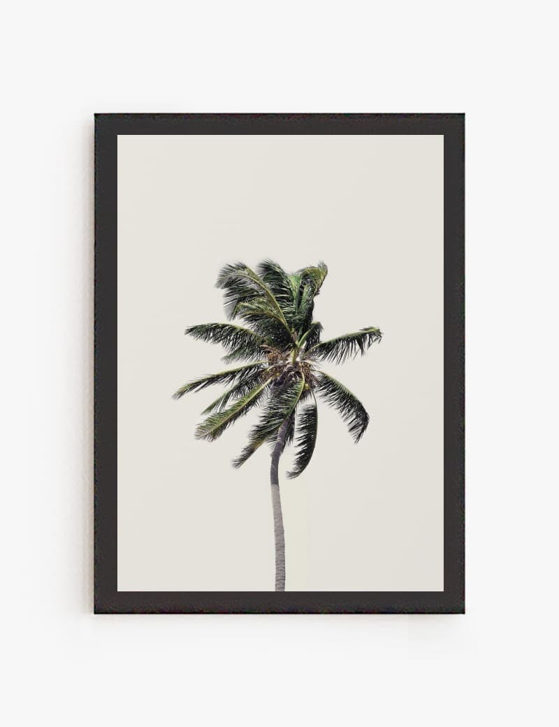 Lámina impresa | Cuadro Palmera