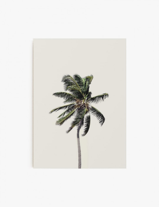 Palmera