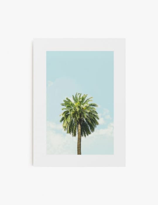 Palmera