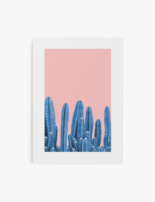 Cactus Color 03