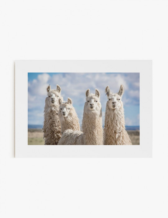 Alpacas