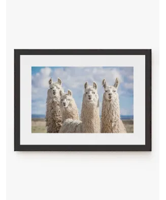 Alpacas
