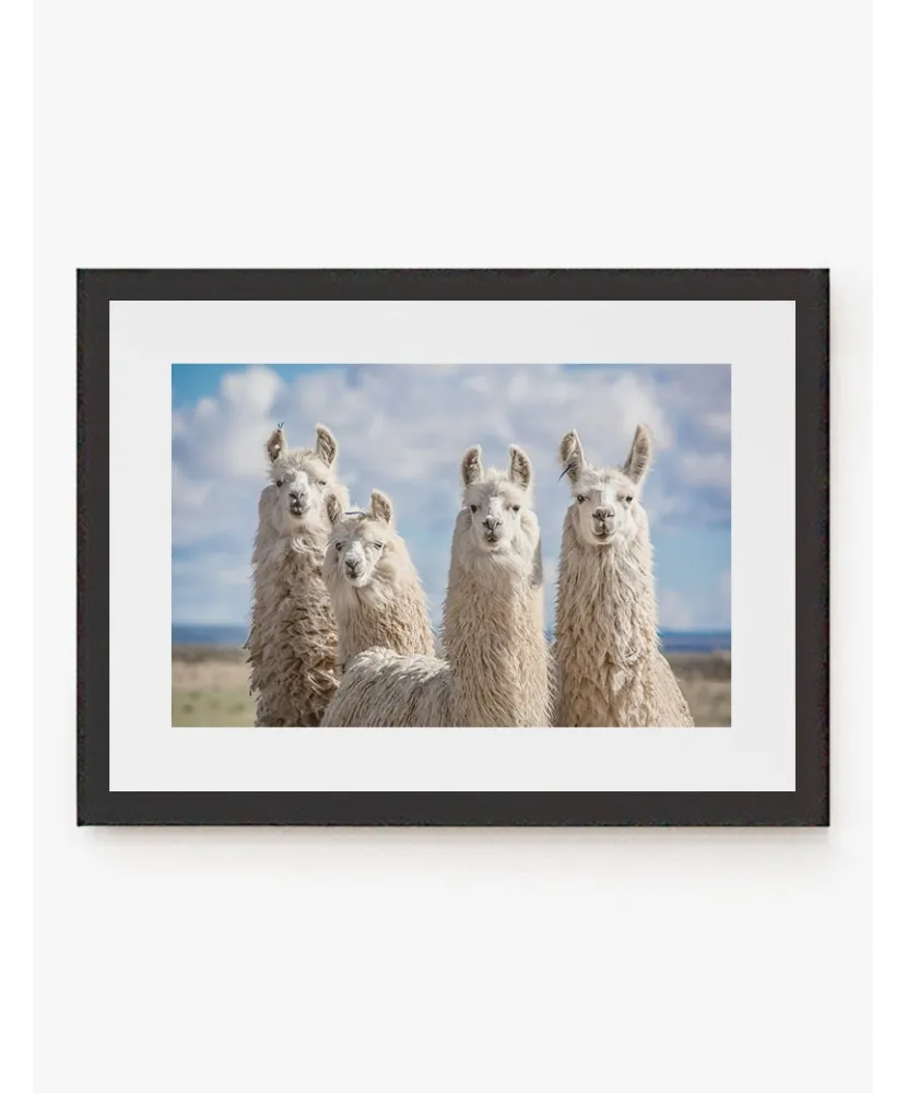 Cuadro Alpacas | Be Minimal