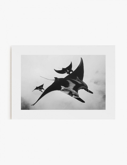 Mantarrayas