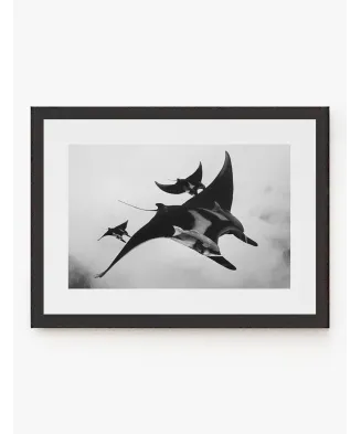 Cuadro Mantarrayas | Be Minimal