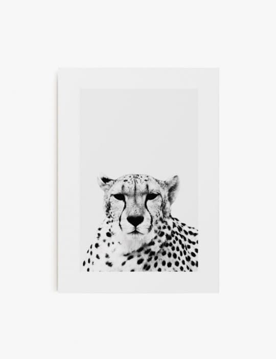 Cheetah