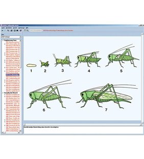 Lumea insectelor, CD-ROM interactiv