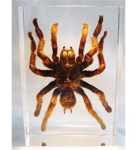 Tarantula Ornithoctonus Huwena (Wang et al.)