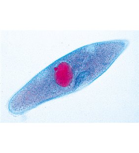 Protozoare - diapozitive germane