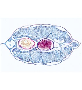 Cefalochordata (Acrania) - diapozitive germane