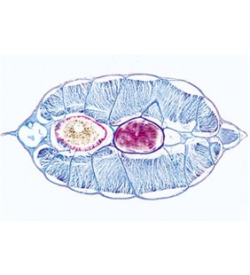 Cefalochordata (Acrania) - diapozitive portugheze