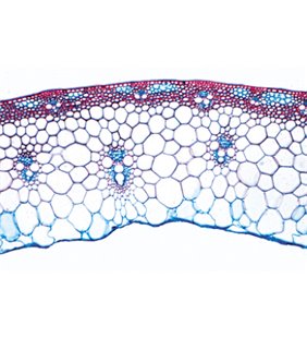 AngioSperma IV. Tulpini - franceză