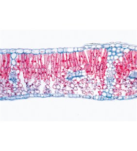 AngioSperma V. Leafs - diapozitive germane