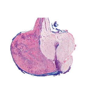 Seria IV. Organele hormonale și funcția hormonală - franceză