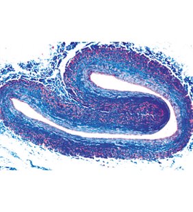 Histologia vertebrelor, cu excepția Mammaliei - Franceză