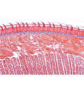 Sistem digestiv - diapozitive germane