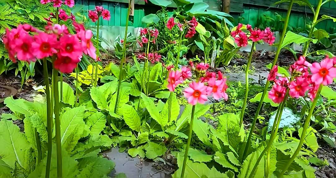 японская примула в саду