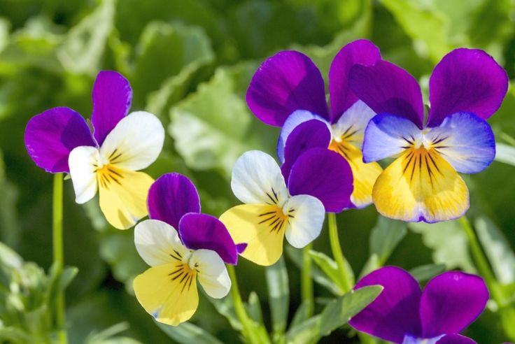 Фиалка трехцветная Viola tricolor