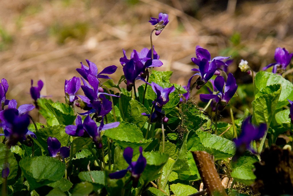 фиалка Queen Charlotte Viola odorata (Фиалка душистая)