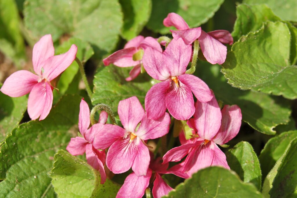 фиалка розовая Viola odorata (Фиалка душистая) Rosea