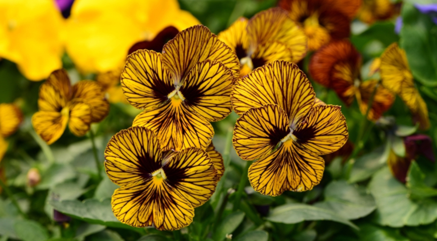 фиалка тигровая Tiger Eyes Viola tricolor 