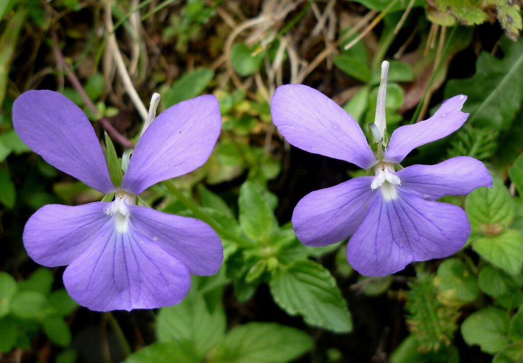 Viola cornuta (Фиалка рогатая)