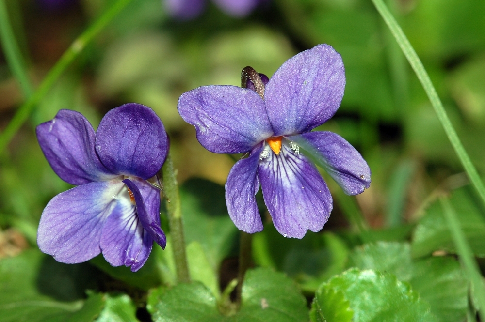 фиалка сорт Viola odorata (Фиалка душистая)