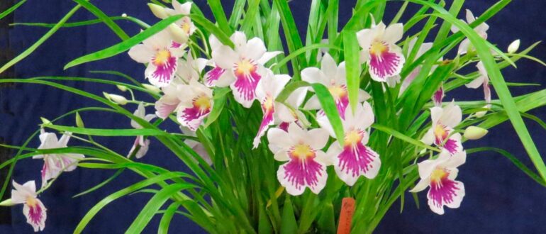 orchidea-militonia
