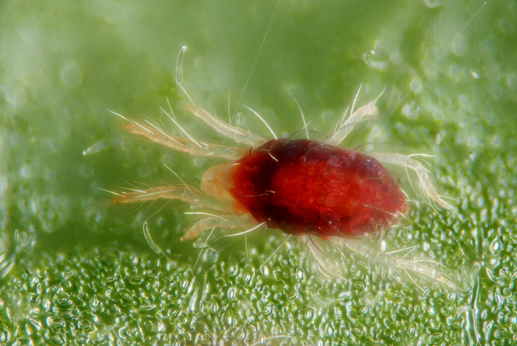 Красный паутинный клещ (Tetranychus cinnabarinus)