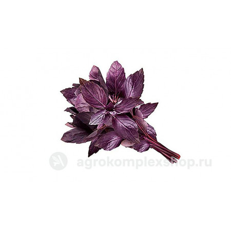 Базилик синий