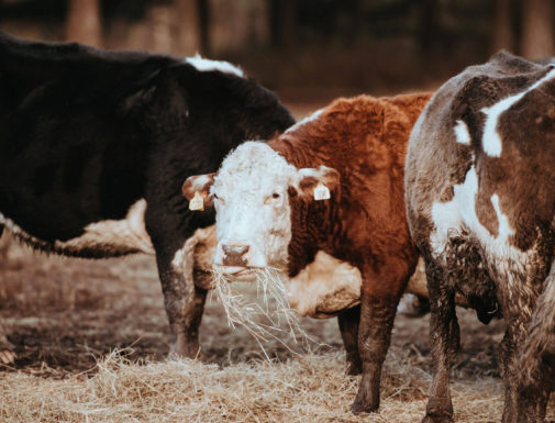 annie-spratt-_l7iCA9gI0o-unsplash