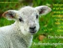 Johannes 1,36 - Und indem er auf Jesus blickte, der vorüberging, sprach er: Siehe, das Lamm Gottes![