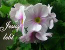 Jesus lebt - ohne Bibelvers