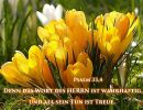 Psalm 33,4 - Des Herrn Wort ist wahrhaftig, und was er zusagt, hält er gewiss