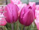 Psalm 118,23 - ...vom Herrn ist das geschehen, es ist wunderbar in unseren Augen