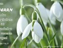 Psalm 118,23 - ...vom Herrn ist das geschehen, es ist wunderbar in unseren Augen