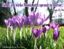 Jesaja 43,19 a - Siehe, ich wirke Neues, jetzt sprosst es hervor