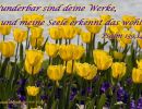 Psalm 139,14 b - Wunderbar sind deine Werke, und meine Seele erkennt das wohl!