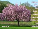 Psalm 90,14 - Sättige uns früh mit deiner Gnade, so wollen wir jubeln und fröhlich sein unser Leben lang
