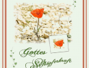 Einsame Blume - Hedi Bode - Motiv Mohnblume Doppelkarte