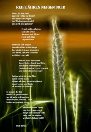 Reife Ähren neigen sich - Hedi Bode