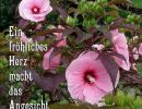 Sprüche 15,13 - Ein fröhliches Herz macht das Angesicht heiter.