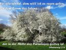 Offenbarung 2,7 b - Wer überwindet, dem will ich zu essen geben von dem Baum des Lebens, der in der Mitte des Paradieses Gottes ist.