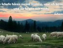 Johannes 10,27 - Meine Schafe hören meine Stimme, und ich kenne sie, und sie folgen mir nach.
