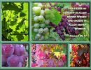 Psalm 145,17 - Der Herr ist gerecht in allen seinen Wegen und gnädig in allen seinen Werken.